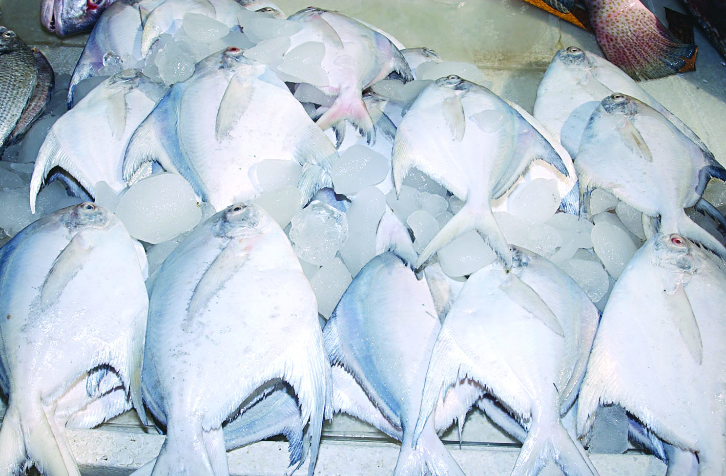 u0627u0644u0632u0628u064au062fu064a u0627u0644u0643u0648u064au062au064a... u0623u0646u062fu0631 u0645u0646 u0627u0644u0630u0647u0628