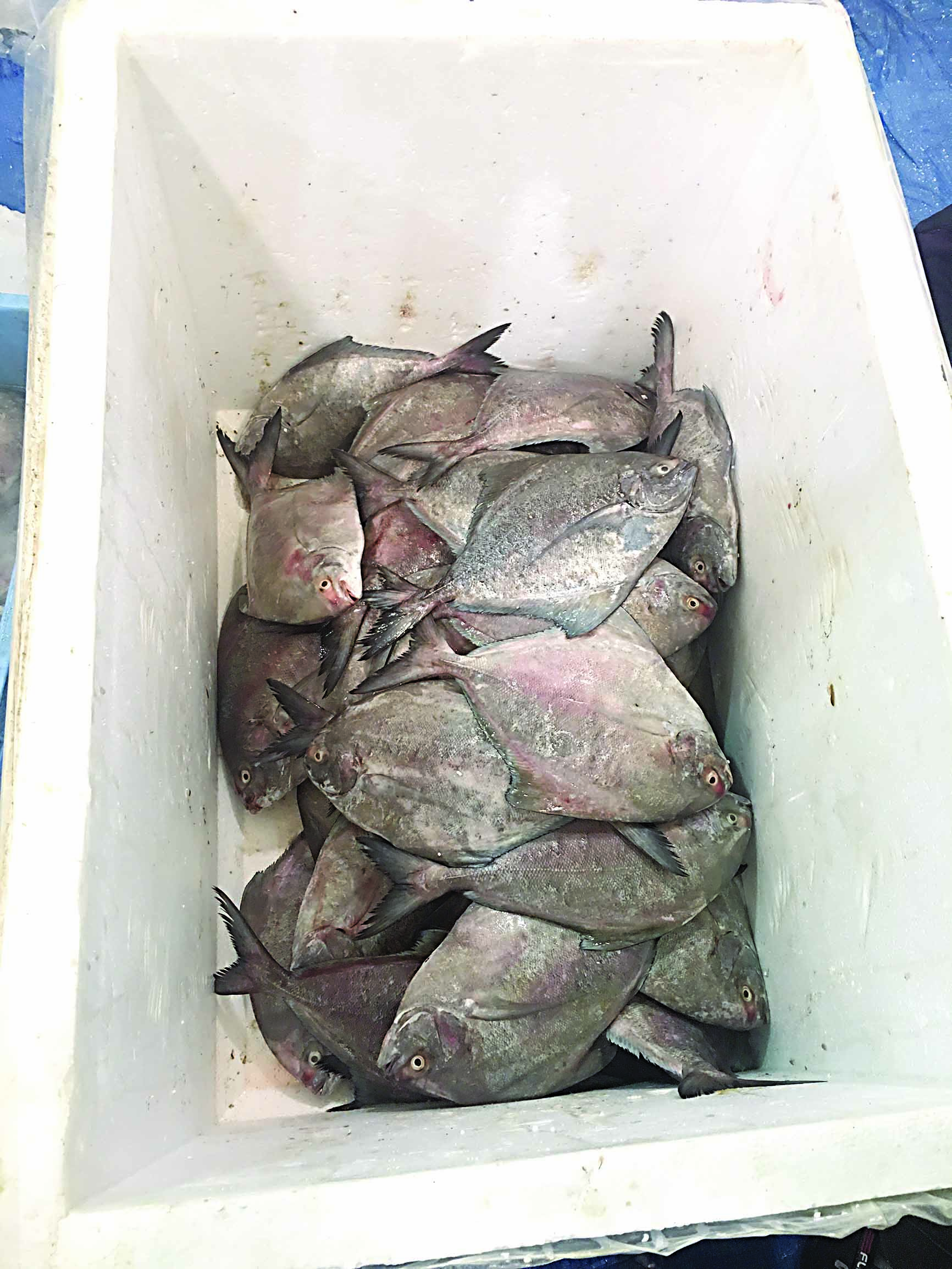 زبيدي سعودي