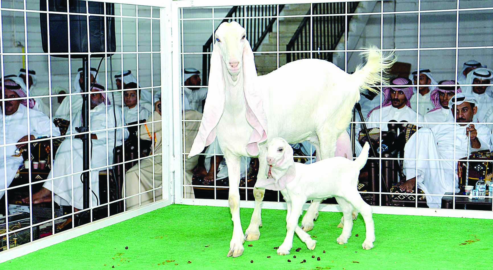 (u062au0635u0648u064au0631 u0646u0627u064au0641 u0627u0644u0639u0642u0644u0629)