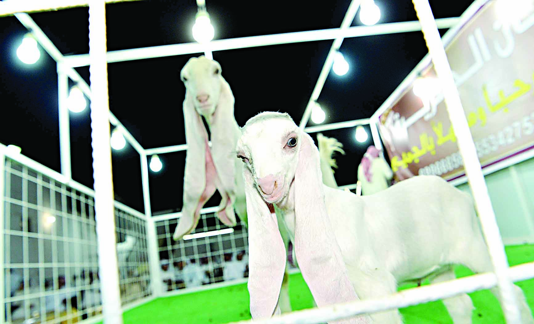 «بنت روح الامبراطور»