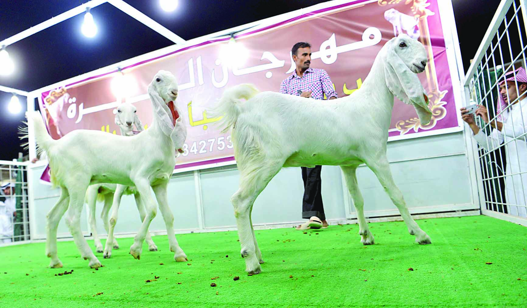 «بنات الكونغرس»	(تصوير نايف العقلة)