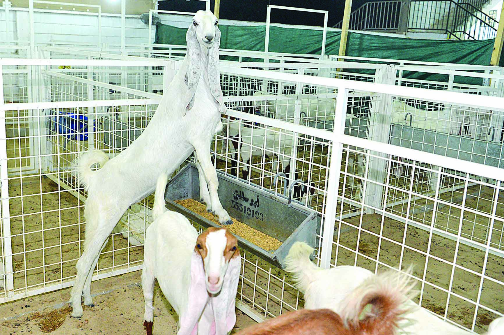 مباهاة بالتسلق