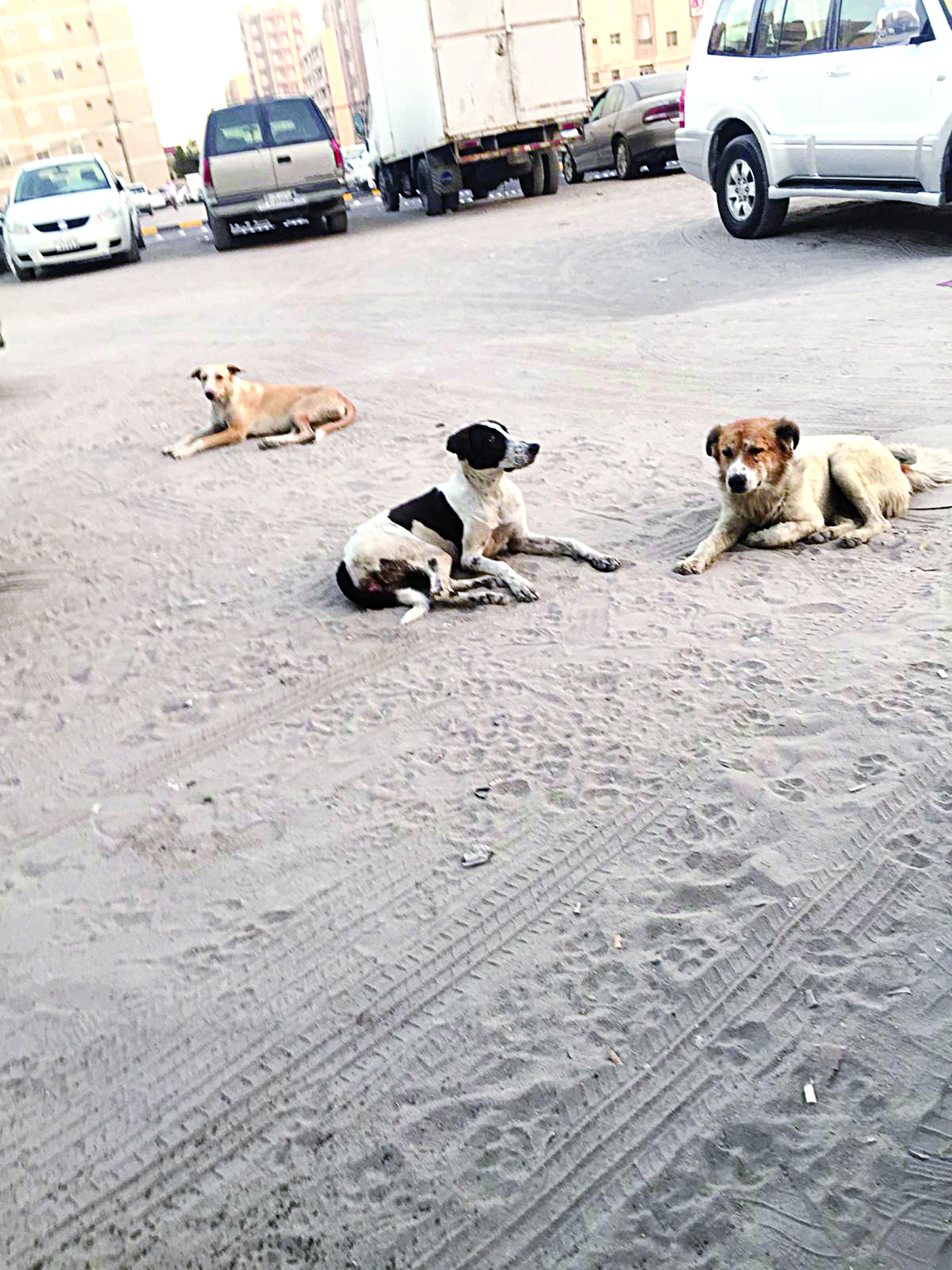 u0643u0644u0627u0628 u062au062au0631u0628u0635 u0628u0623u0647u0627u0644u064a u0627u0644u0641u0631u0648u0627u0646u064au0629