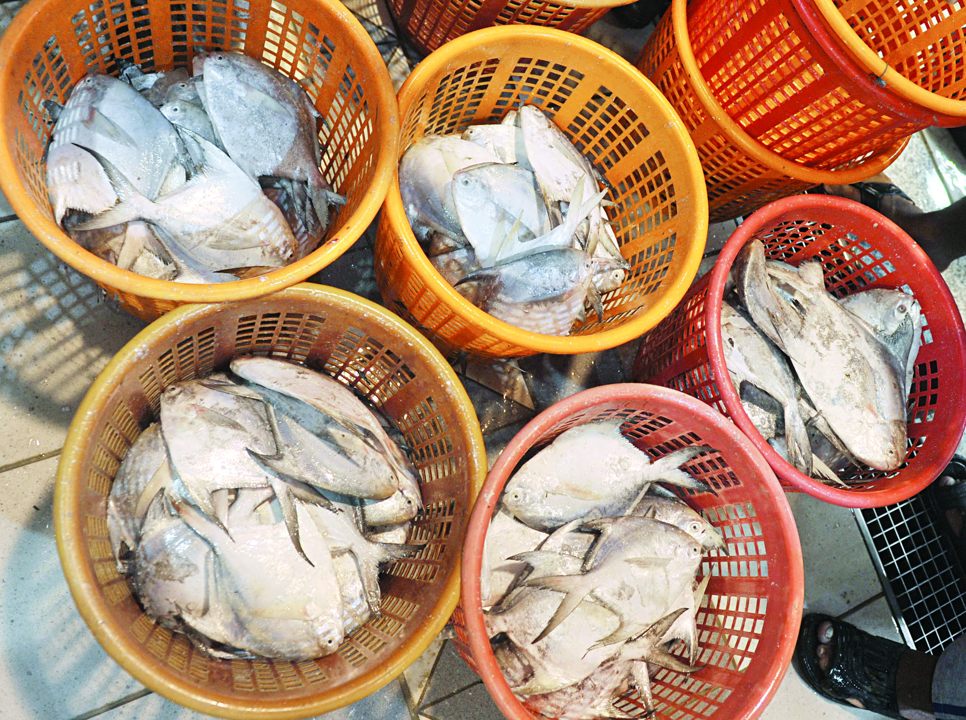 أكواد الزبيدي		(تصوير سعد هنداوي)