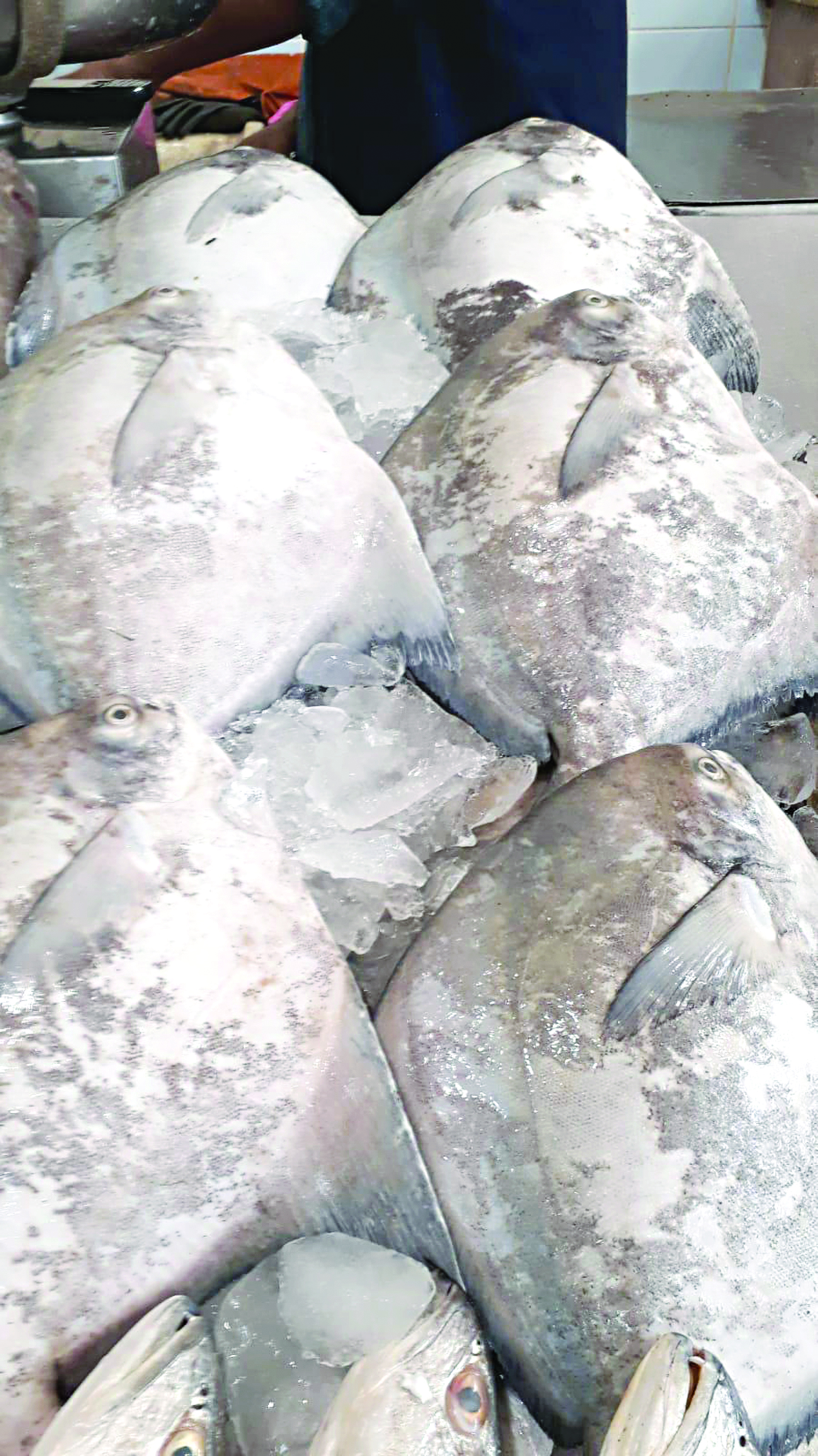 u0633u0645u0643 u0632u0628u064au062fu064a u0628u0646u063au0627u0644u064a 