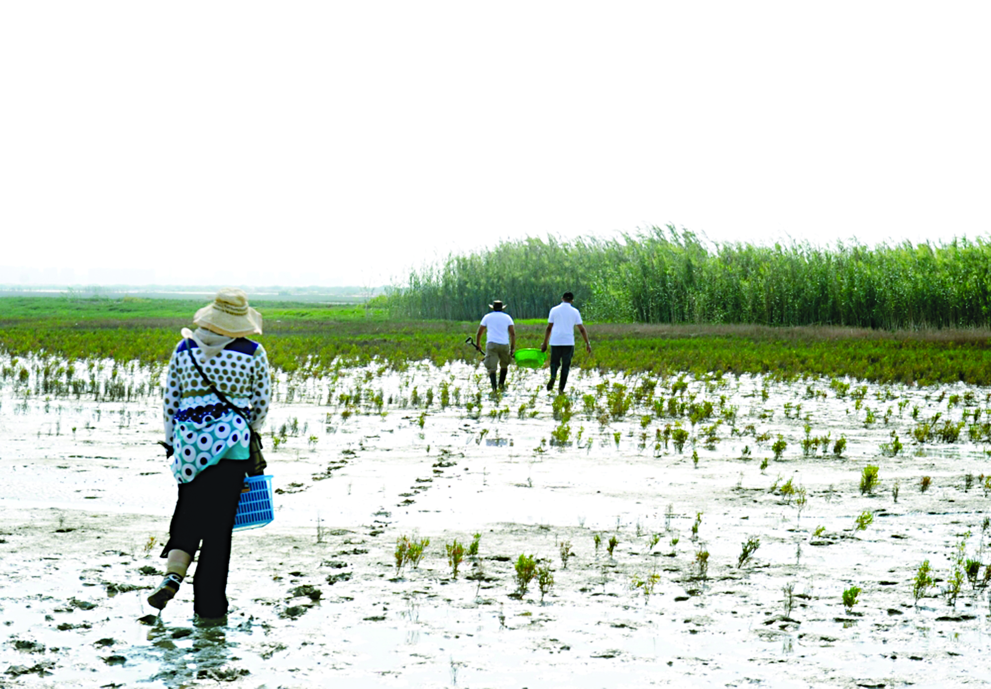 محمية الجهراء على موعد مع دفعة جديدة من نباتات القرم 