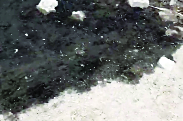 u0627u0644u0632u064au0648u062a u0639u0644u0649 u0631u0645u0627u0644 u0627u0644u0634u0627u0637u0626