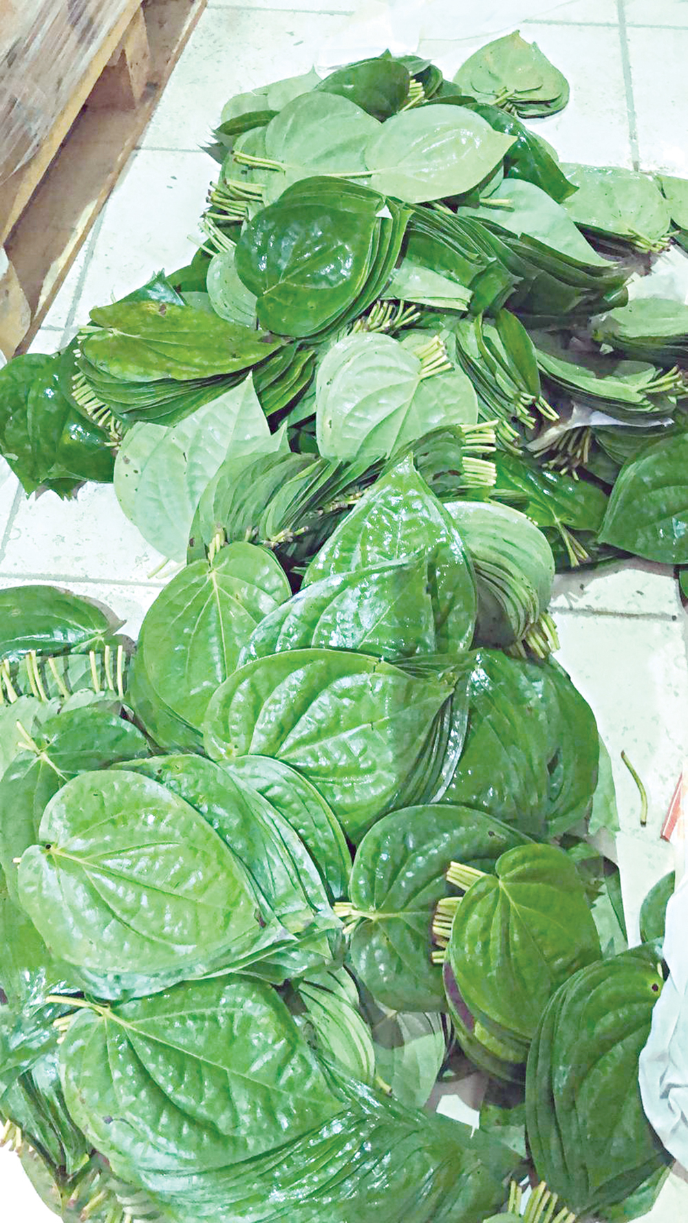 u0648u0631u0642 u00abu0627u0644u0628u0627u0646u00bb