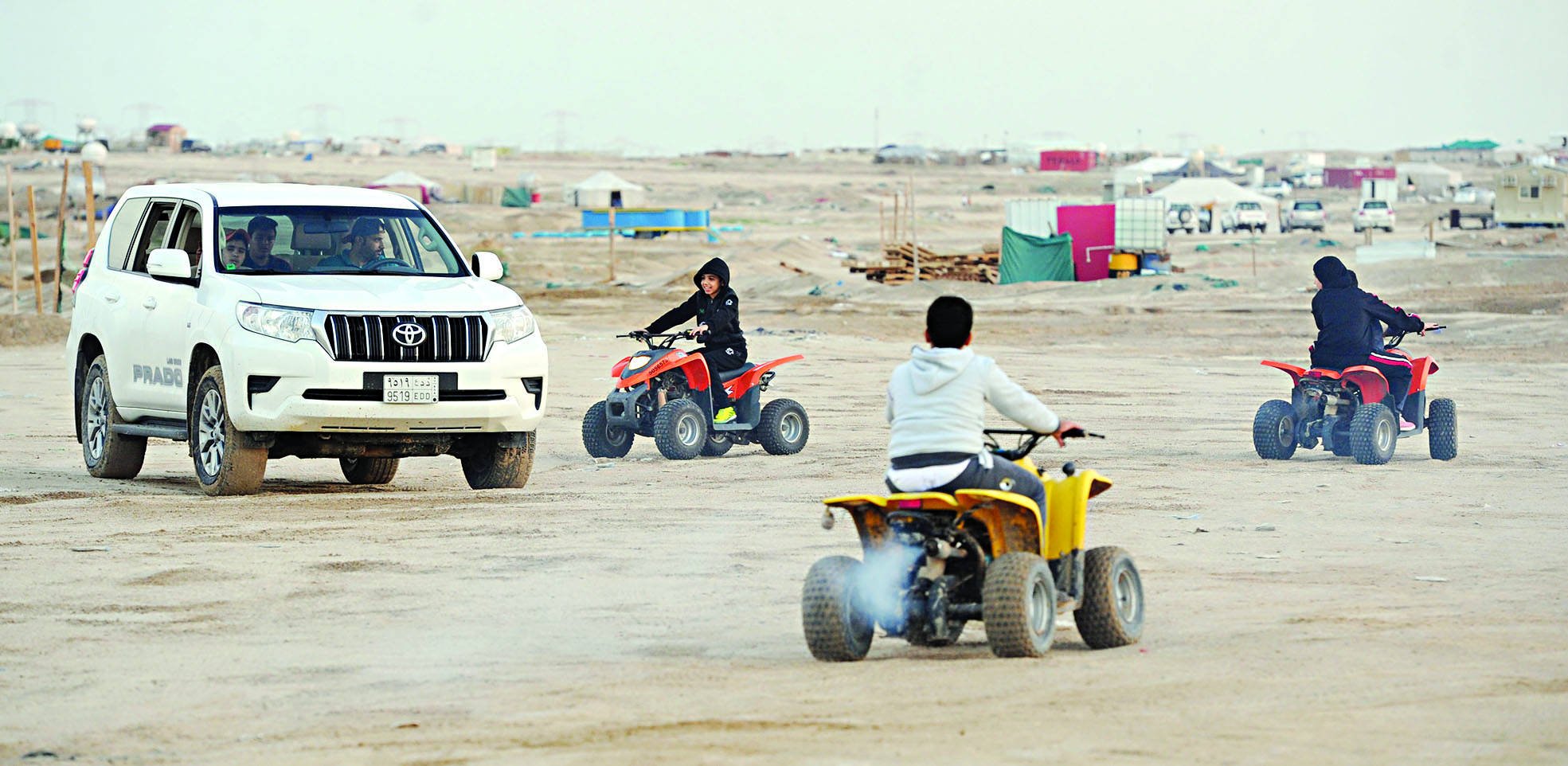 البقيات تنتشر في البر بشكل كبير                         	         (تصوير بسام زيدان)