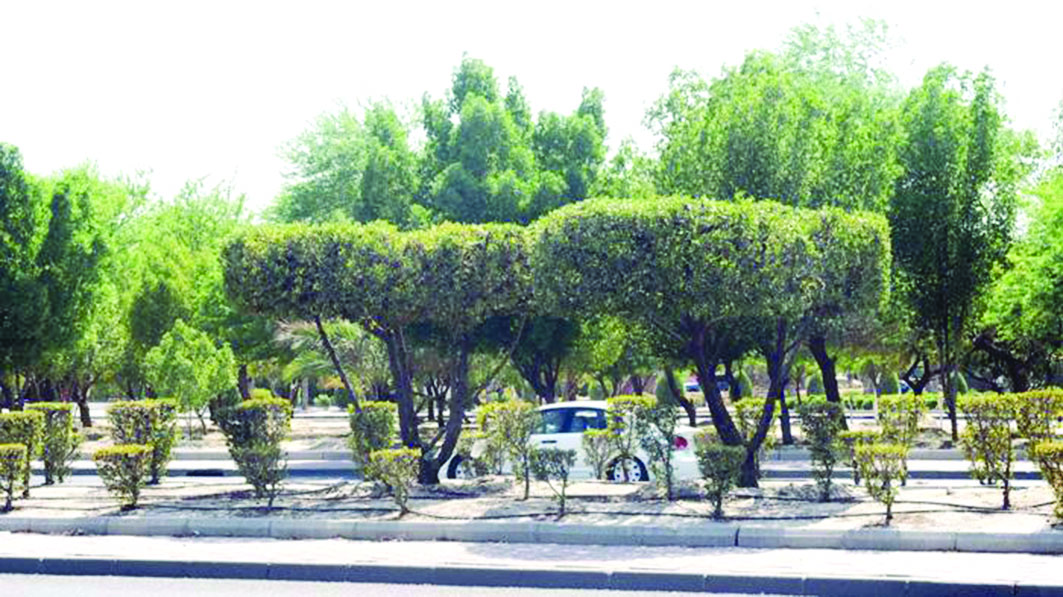 u0627u0644u0634u062cu0631u0629 u0627u0644u0645u0644u0639u0648u0646u0629... u0645u062au0647u0645u0629 u0628u0627u0644u062au0633u0628u0628 u0628u063au0631u0642 u0627u0644u0634u0648u0627u0631u0639