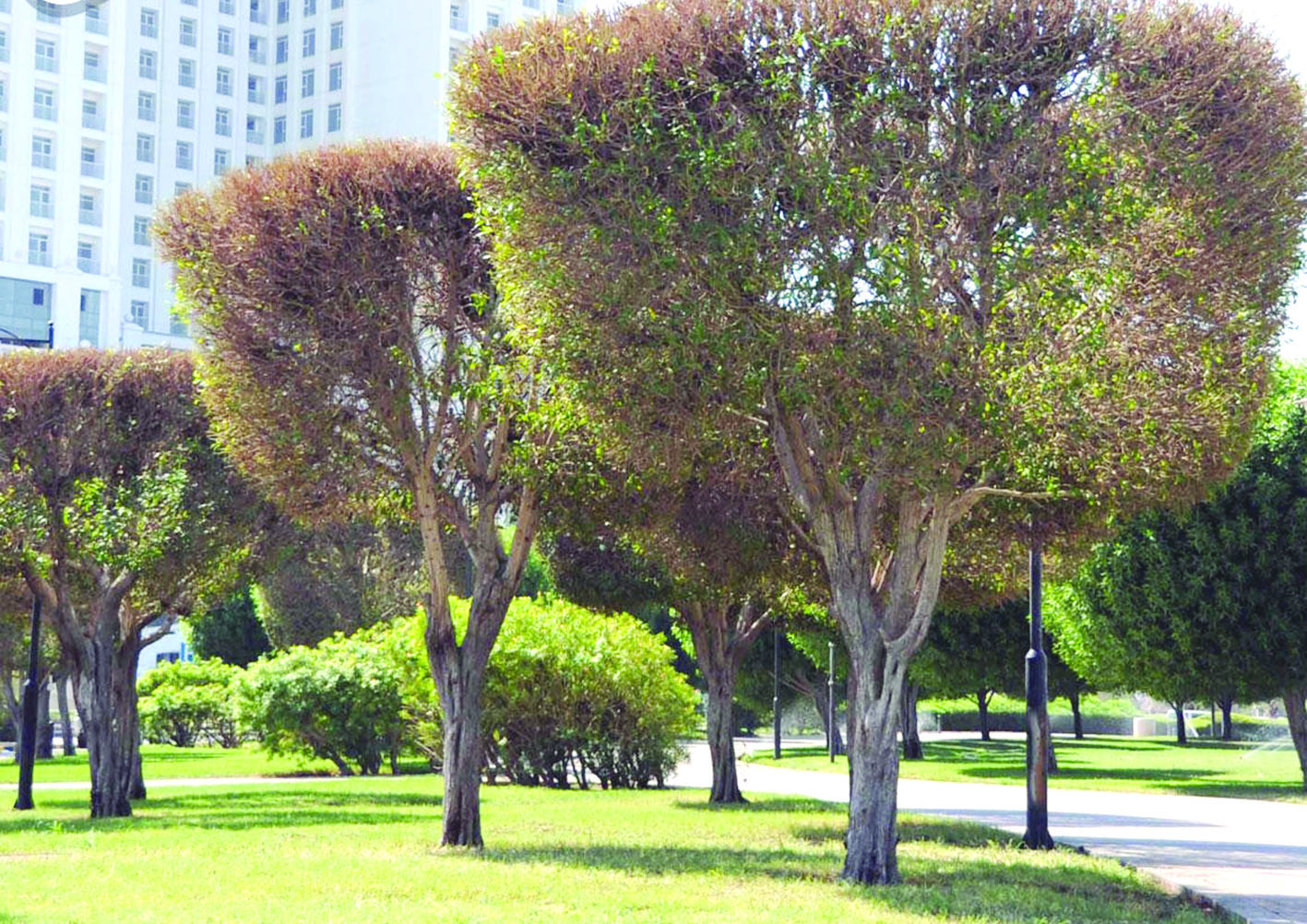 هل يمكن أن تتخلى الكويت عن 60 في المئة من مساحتها الخضراء التي تغطيها «الكوناكاربس»؟