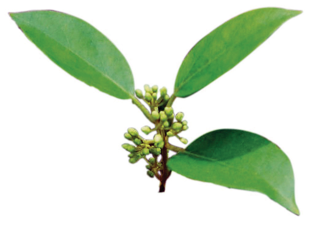 جيمنيما سيلفستر