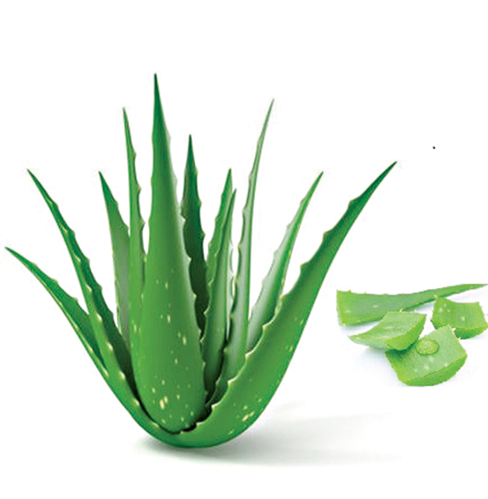 ألو فيرا... الصبّار