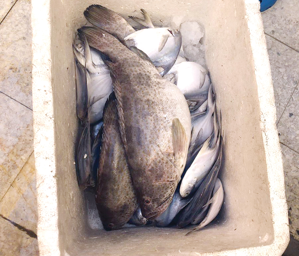 u0633u0645u0643 u0641u0627u0633u062f u0644u0644u0625u062au0644u0627u0641 u0627u0644u0641u0648u0631u064a