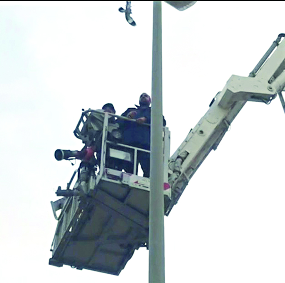 u0627u0644u062du0645u0627u0645u0629 u0645u062du0644u0651u0642u0629 u0628u0639u062f u062au062du0631u064au0631u0647u0627