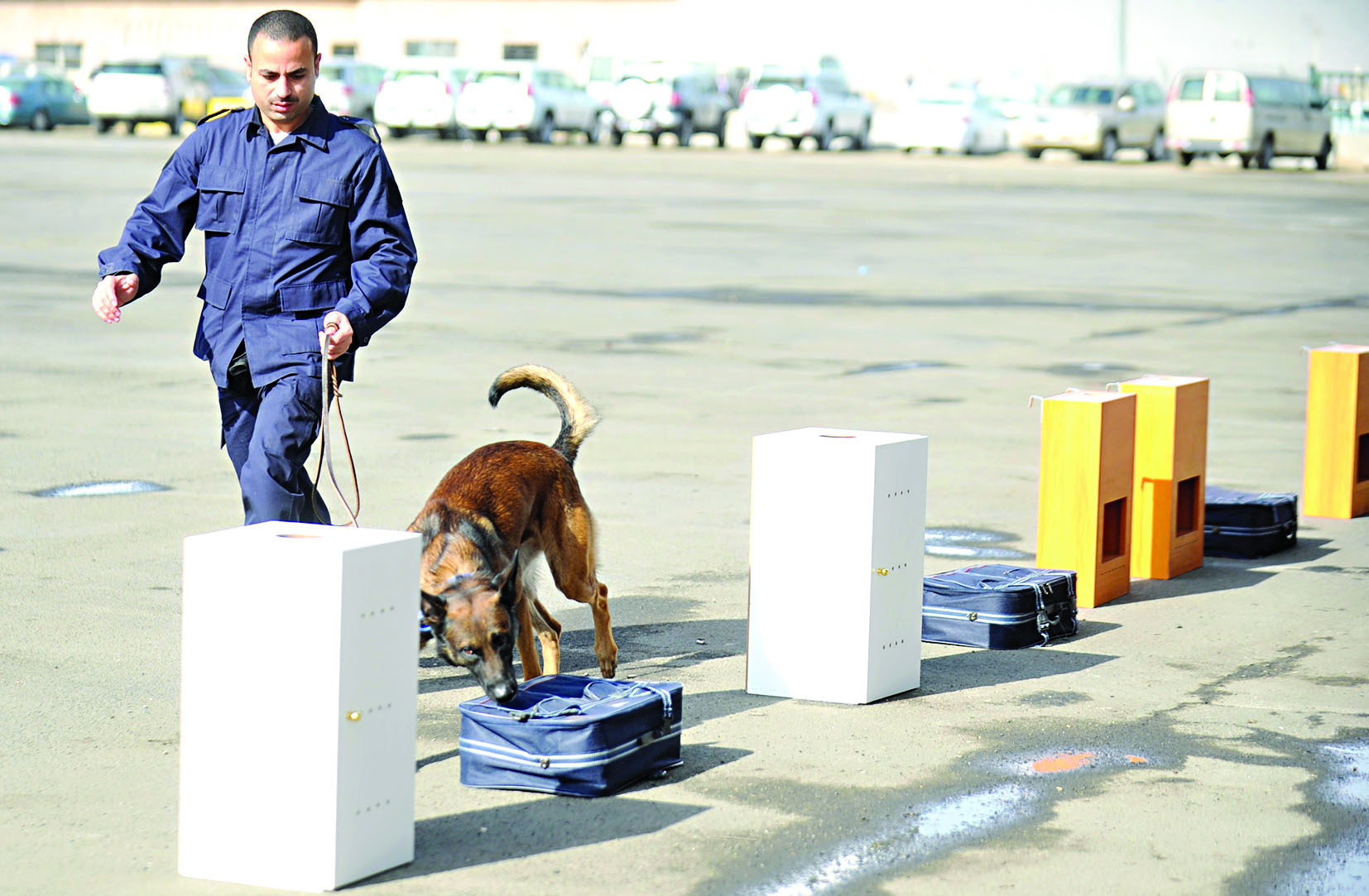 عرض لمهارة كلب أثر في كشف الممنوعات