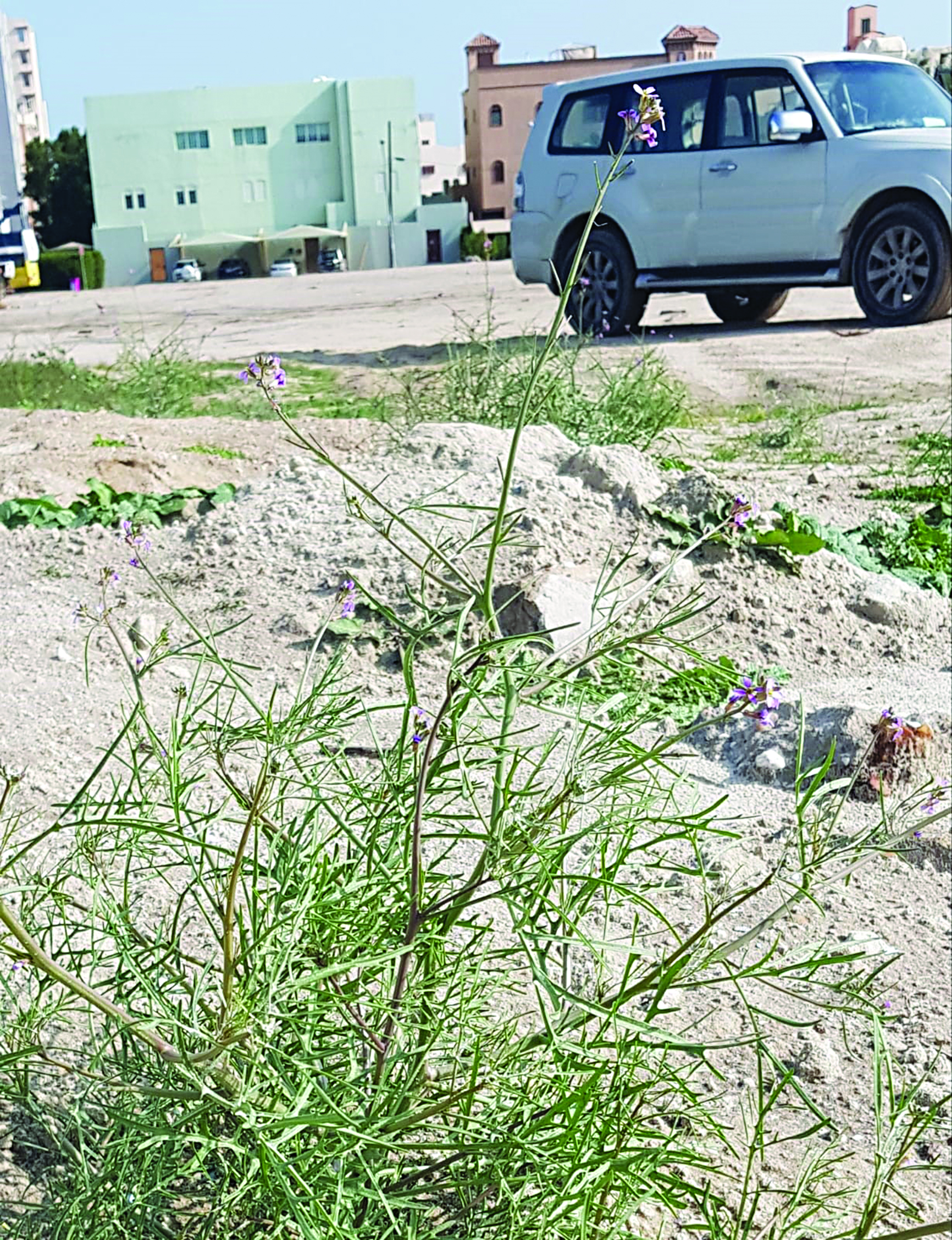 u0633u064au0627u0631u0629 u0627u0644u0633u0639u062fu0648u0646 u0642u0628u0644 u0633u0631u0642u062au0647u0627 