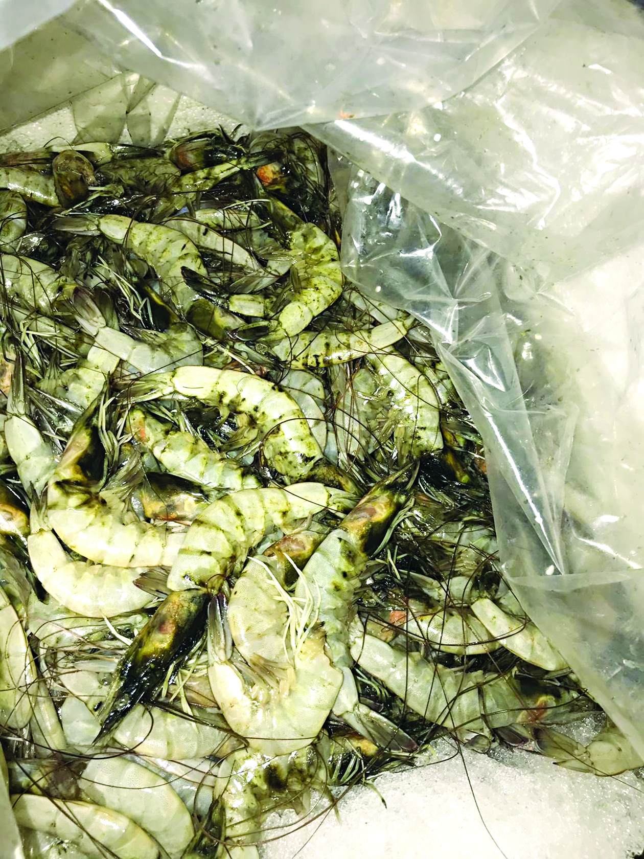 روبيان غير صالح