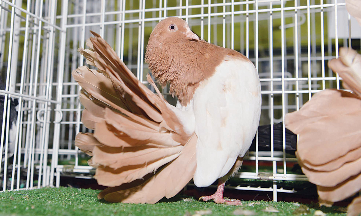 (u062au0635u0648u064au0631 u0646u0627u064au0641 u0627u0644u0639u0642u0644u0629)