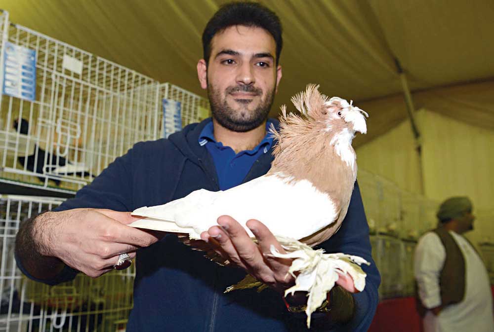 جاسم الفرس يستعرض الحمام الملقب بـ «المسرول»	 (تصوير نايف العقلة)