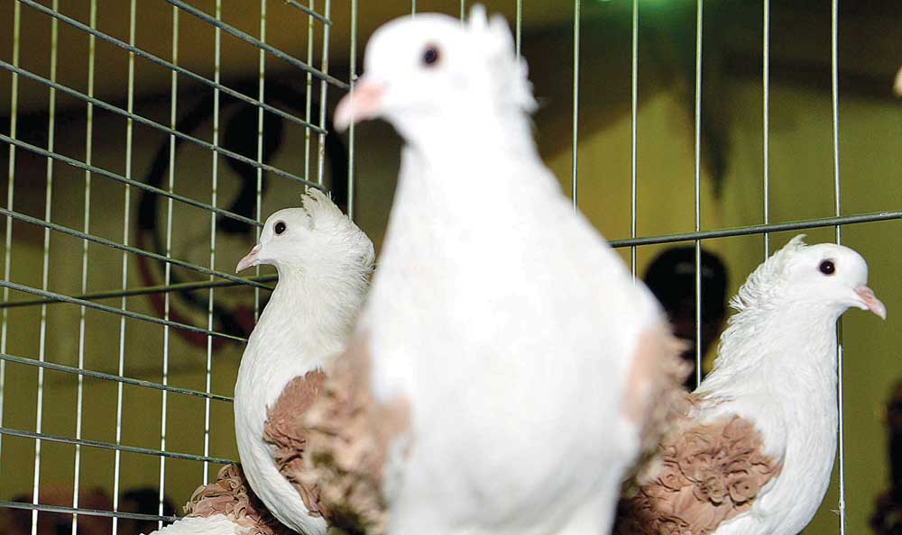 استعراض جمال نوع آخر من الحمام