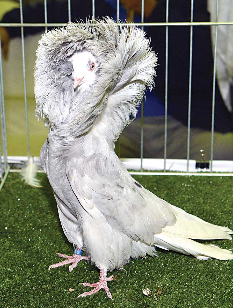 حمامة تستعرض جمالها