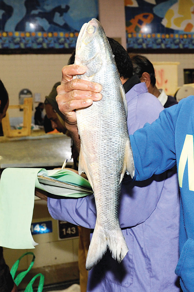 مستورد مقصوص الذيل                 	       (كونا)