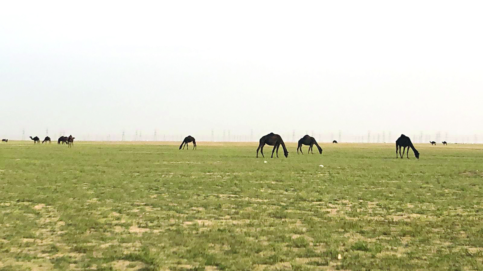 الابل تسرح وتمرح في المحمية 