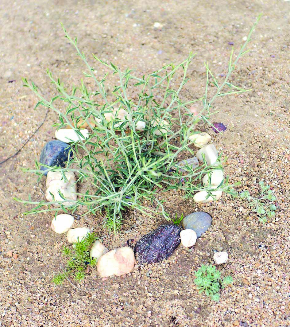 الحجارة لتسوير النباتات المستوطنة