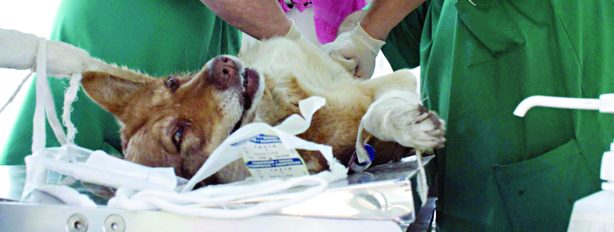 u062au062du0630u064au0631u0627u062a u0623u0643u0627u062fu064au0645u064au0629 u0645u0646 u0627u0644u0623u0630u0649 u0627u0644u0646u0641u0633u064a u0644u0625u062eu0635u0627u0621 u0648u062au0639u0642u064au0645 u0627u0644u0643u0644u0627u0628 u0648u0627u0644u0642u0637u0637 