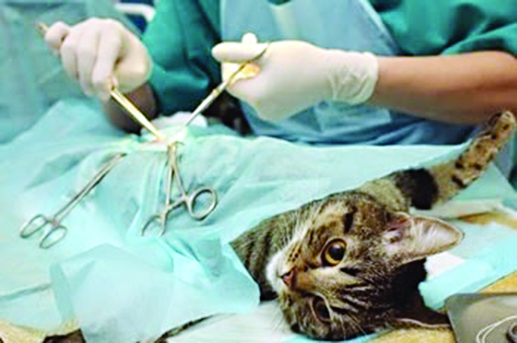 الممارسون لإخصاء وتعقيم الحيوانات يؤكدون عدم ضرره 