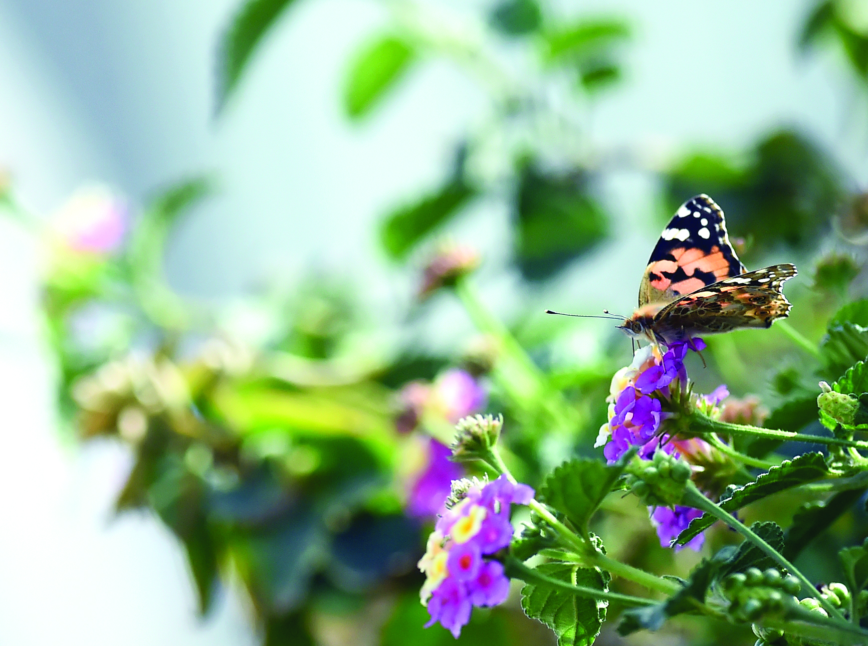  u062au0635u0648u064au0631 u0623u0633u0639u062f u0639u0628u062fu0627u0644u0644u0647