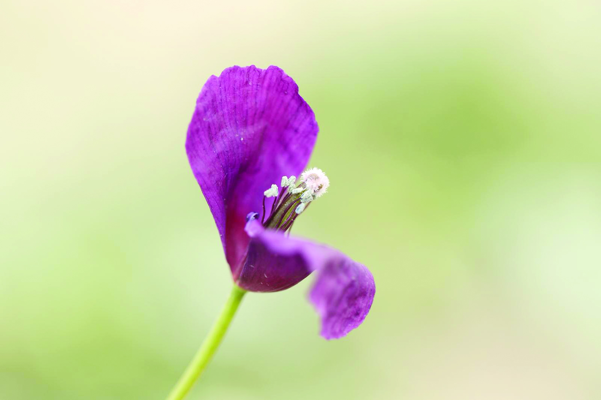 u0646u0628u0627u062a u0627u0644u0628u062eu062au0631u064a