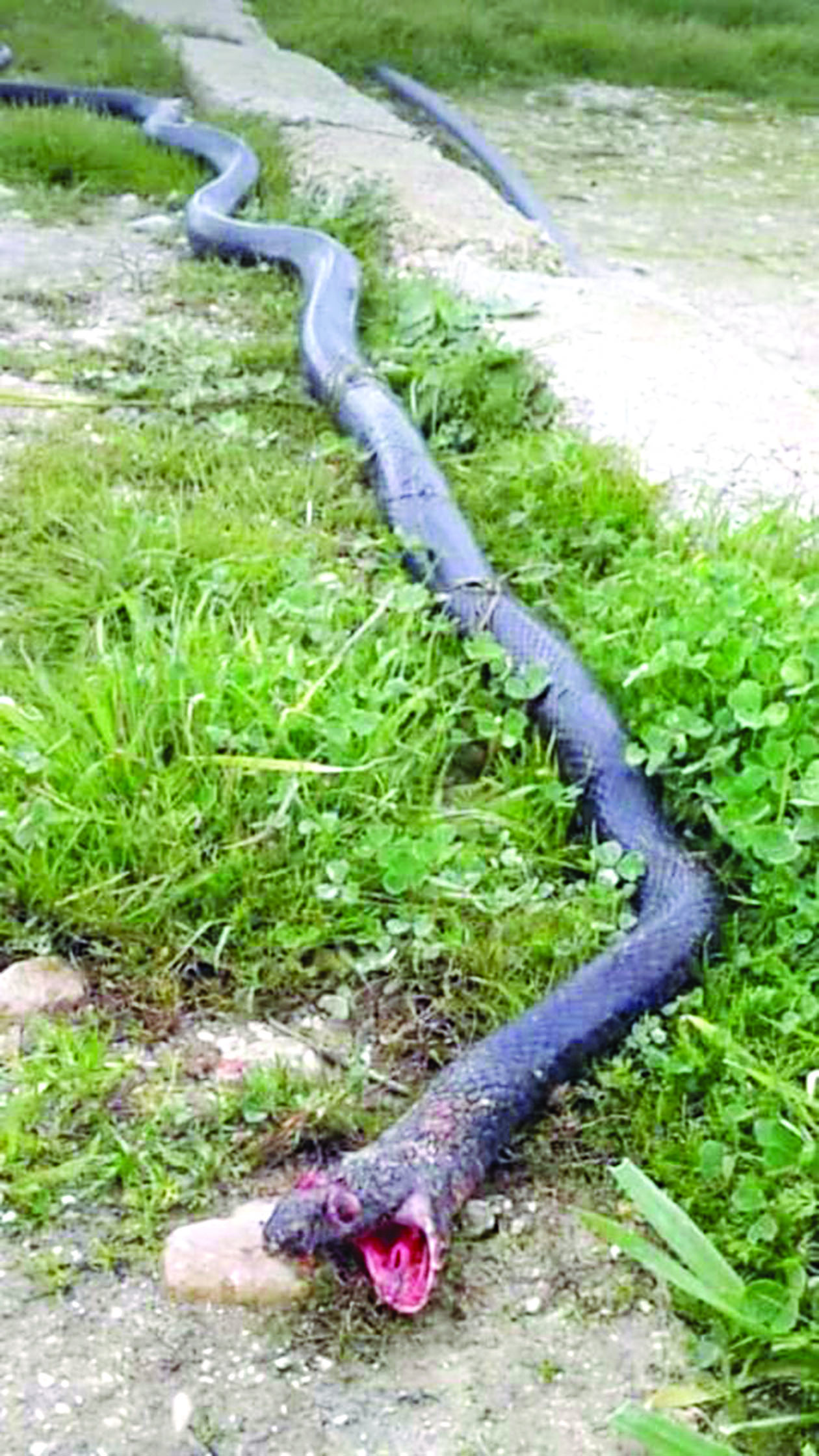  u0623u0641u0639u0649 u0627u0644u062du0646u0634