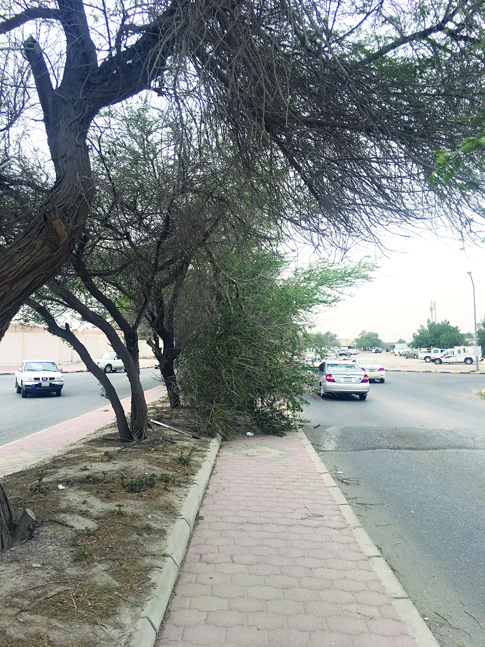  u0634u062cu0631u0629 u062au062au062fu0644u0649 u0639u0644u0649 u0627u0644u0637u0631u064au0642