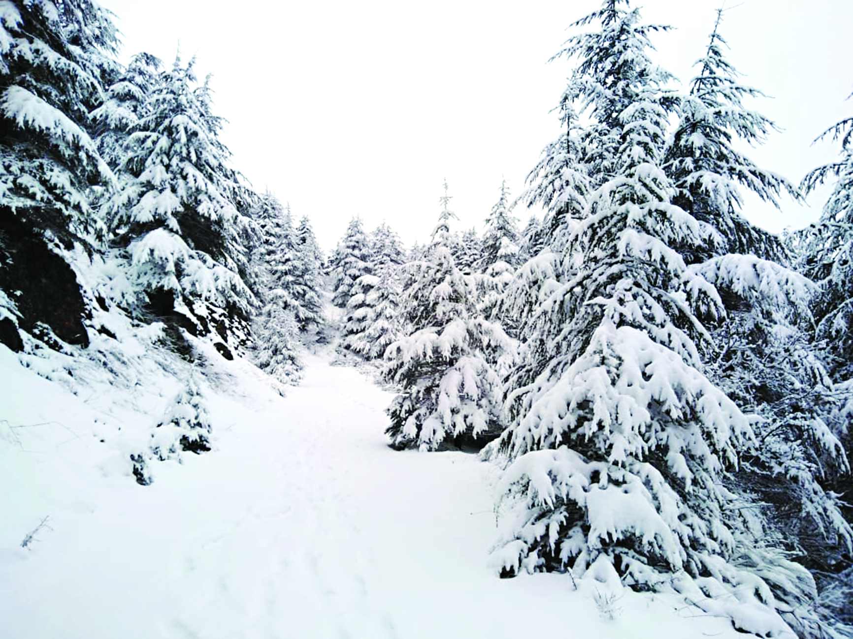  غابة أرز عين زحلتا (الشوف)