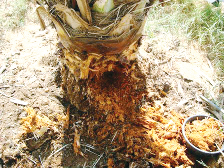 u0633u0627u0642 u0646u062eu0644u0629 u0641u062au0643u062a u0628u0647 u0627u0644u0633u0648u0633u0629 u0627u0644u062du0645u0631u0627u0621