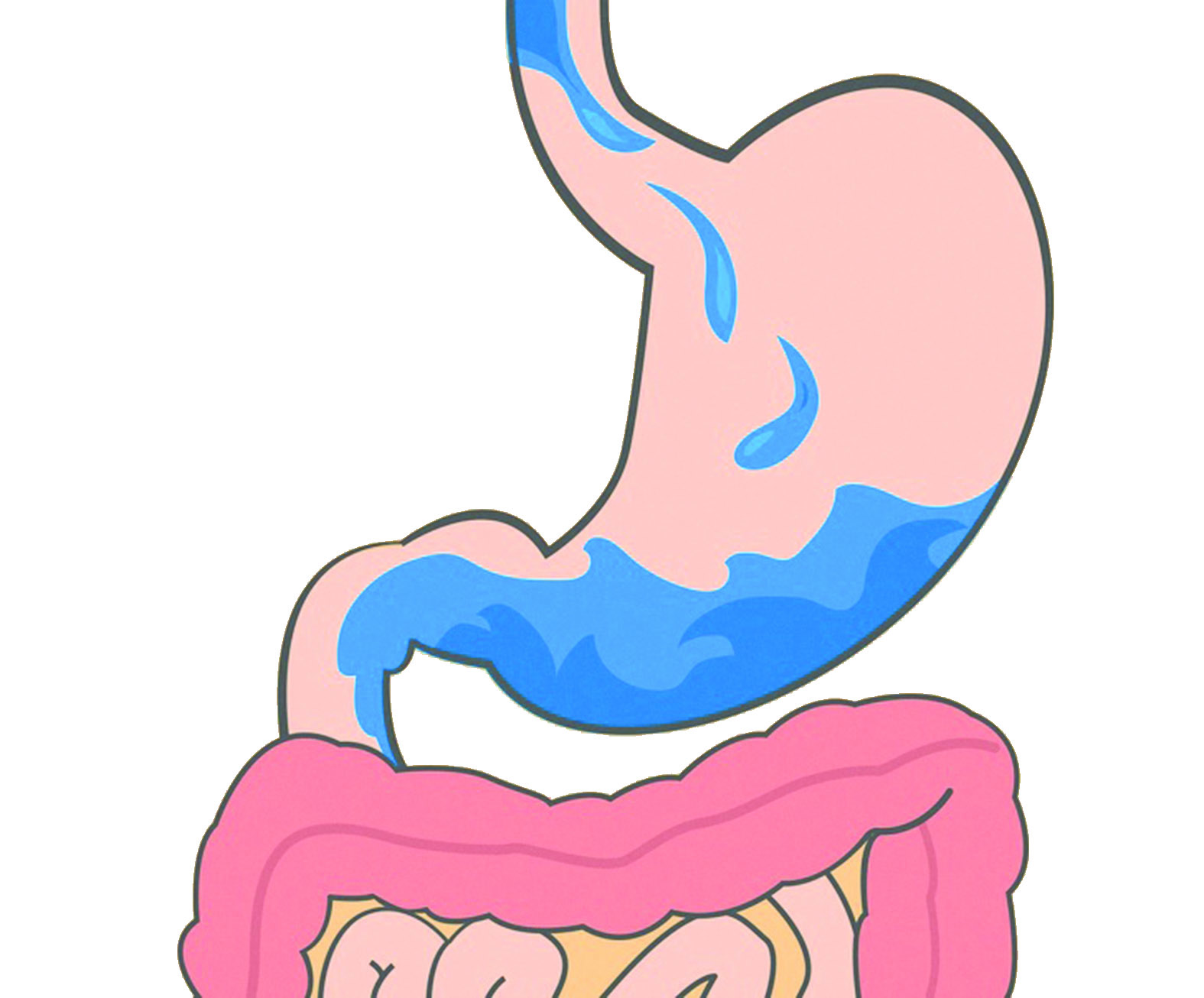 الماء   يدخل الأمعاء مباشرة  في غضون دقائق قليلة
