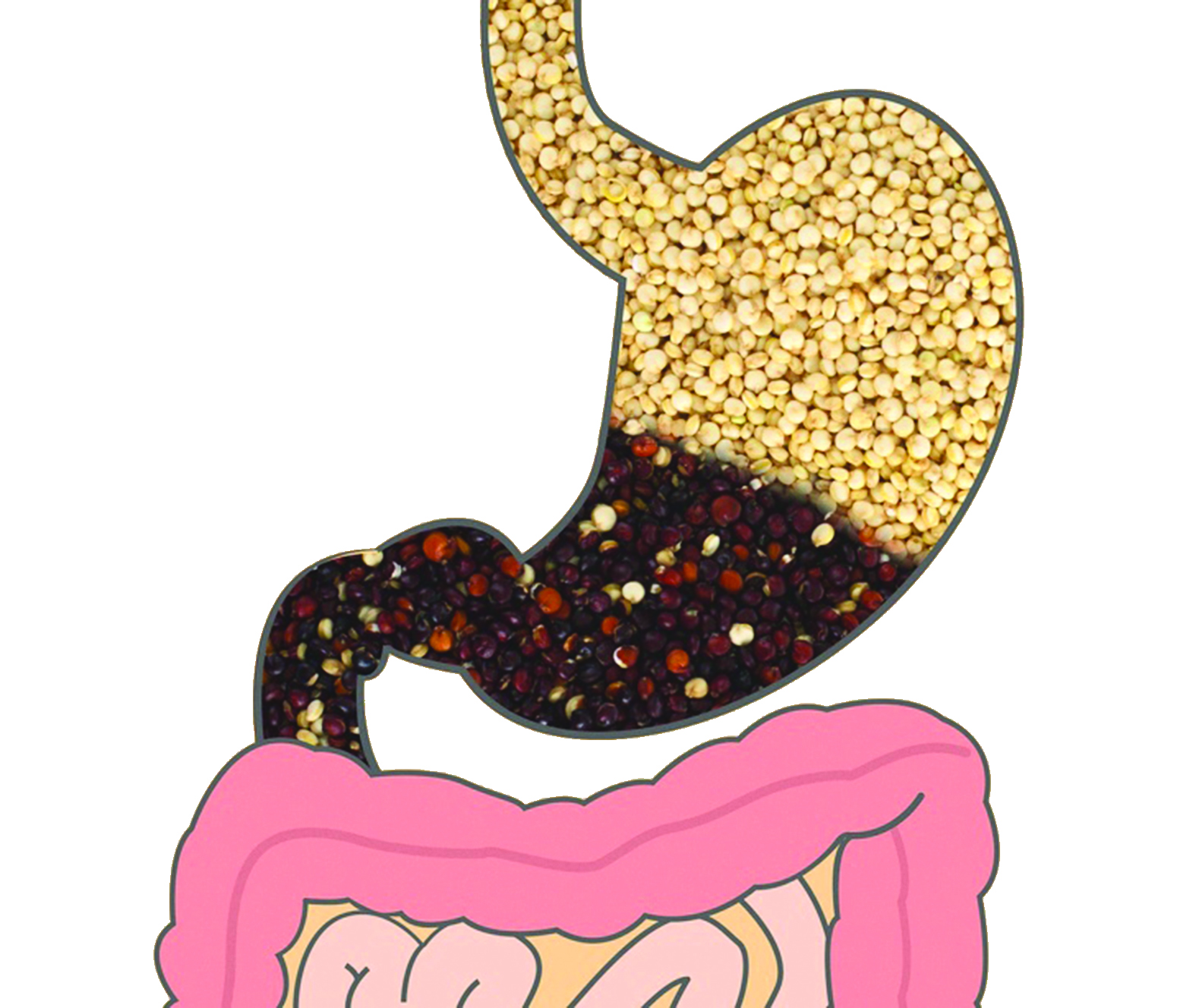 الحبوب: الأرز، والقمح الكامل، والكينوا  (ساعتان)