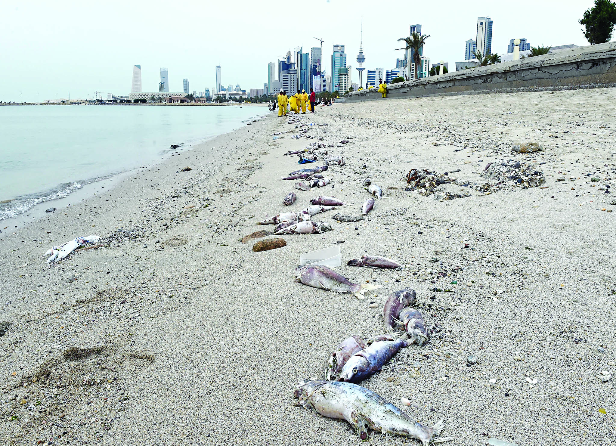 (u062au0635u0648u064au0631 u0627u0633u0639u062f u0639u0628u062fu0627u0644u0644u0647)