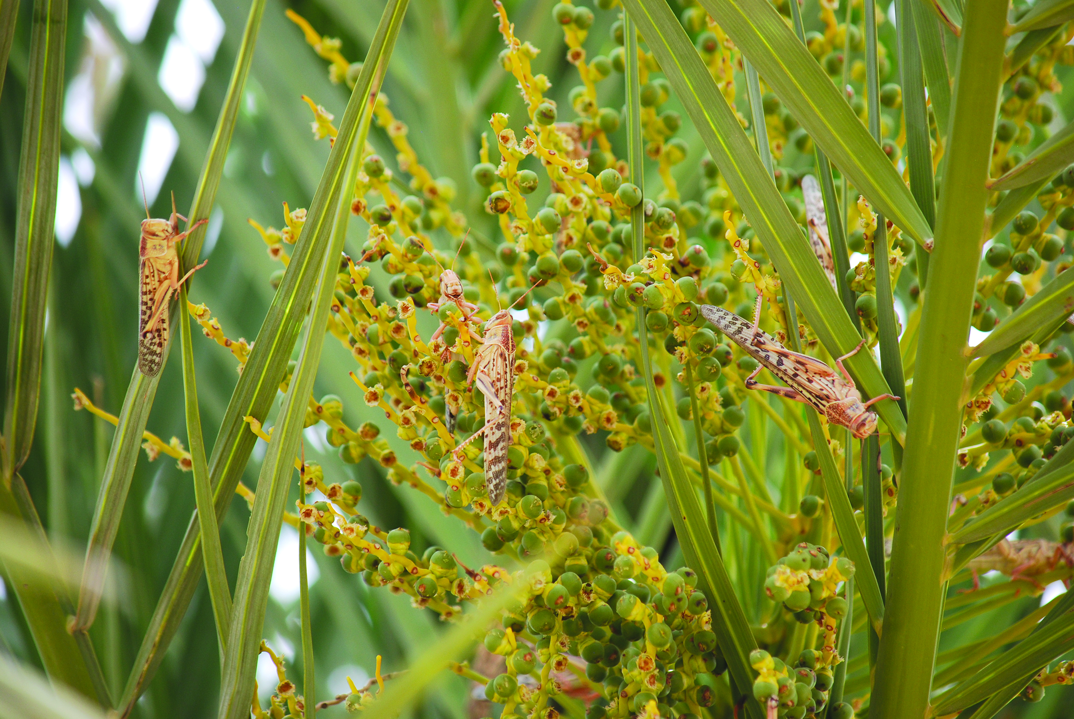 u062cu0631u0627u062f u0639u0644u0649 u0625u062du062fu0649 u0623u0634u062cu0627u0631 u0627u0644u0646u062eu064au0644