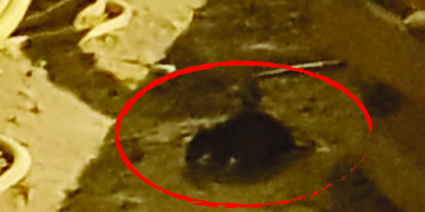 u0623u0628u0648 u0627u0644u0639u0631u064au0651u0633