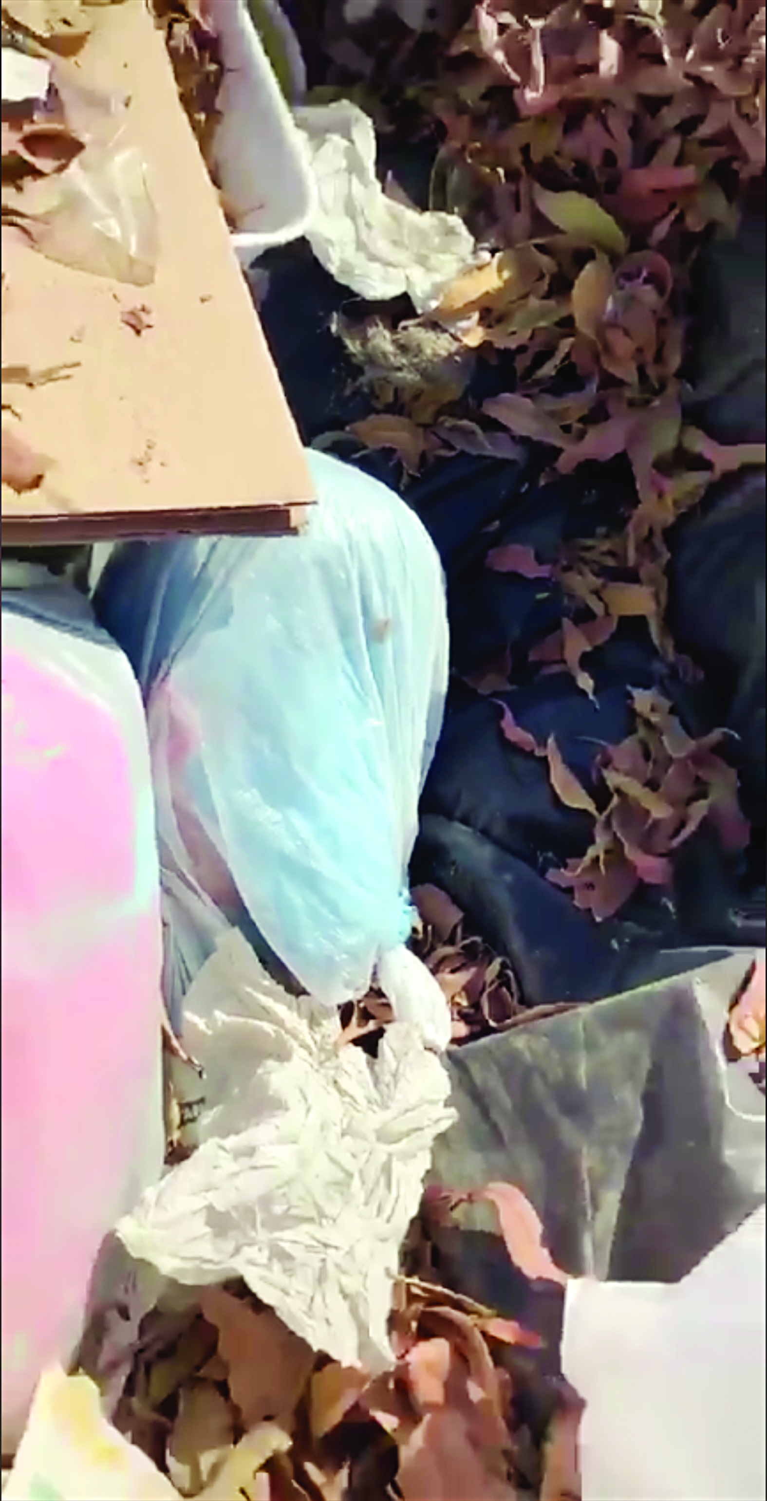 u0627u0644u0644u0642u064au0637 u062fu0627u062eu0644 u0627u0644u0643u064au0633 u0641u064a u0627u0644u062du0627u0648u064au0629