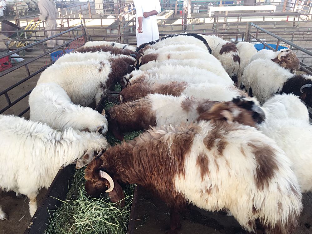 u0627u0644u0630u0628u0627u0626u062d u0645u062au0648u0627u0641u0631u0629 u0648u0623u0633u0639u0627u0631u0647u0627 u0645u0646u0627u0633u0628u0629