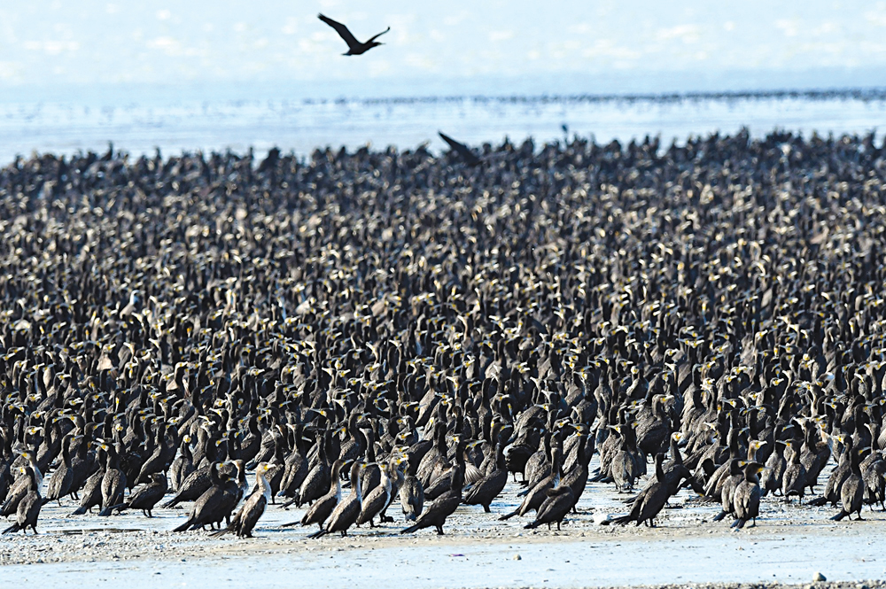 u0637u064au0648u0631 u0627u0644u0644u0648u0647u0629 u0639u0644u0649 u0634u0627u0637u0626 u0627u0644u0635u0644u064au0628u062eu0627u062a