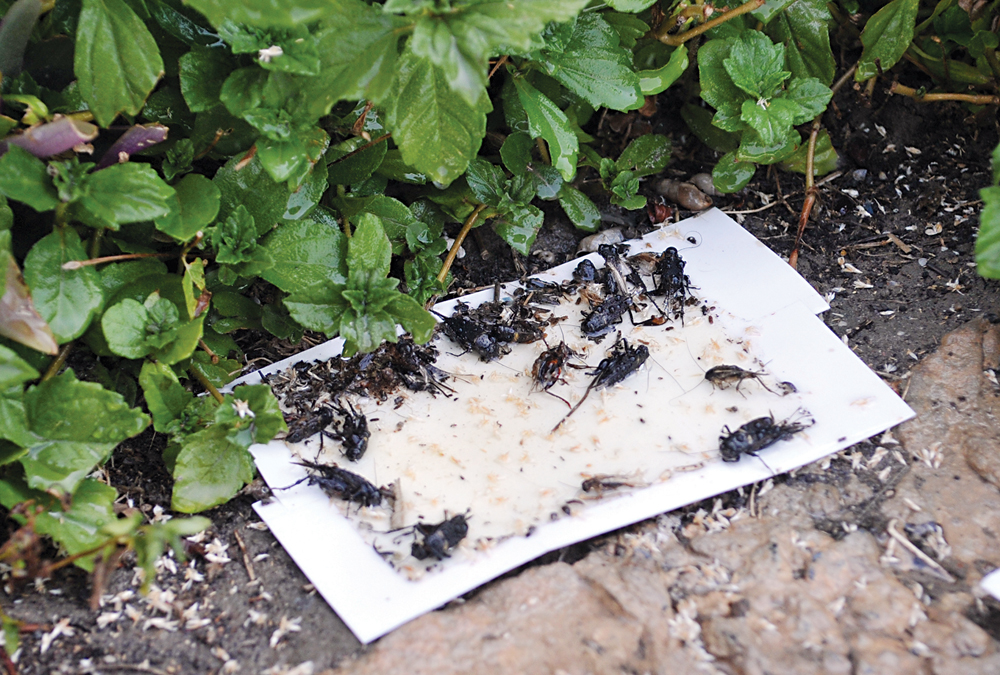 u0634u0631u064au0637 u0644u0627u0635u0642 u064au0635u0637u0627u062f u0639u062fu062fu0627u064b u0645u0646 u062du0634u0631u0627u062a u0633u0648u064au0631 u0627u0644u0644u064au0644t (u062au0635u0648u064au0631 u0633u0639u062f u0647u0646u062fu0627u0648u064a)