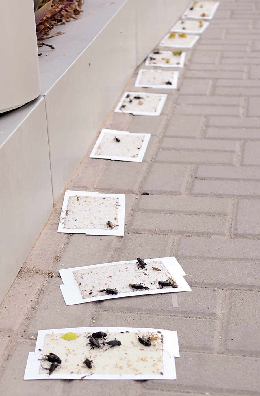 الشرائط اللاصقة السبيل الأنجع لمكافحة «سوير الليل»