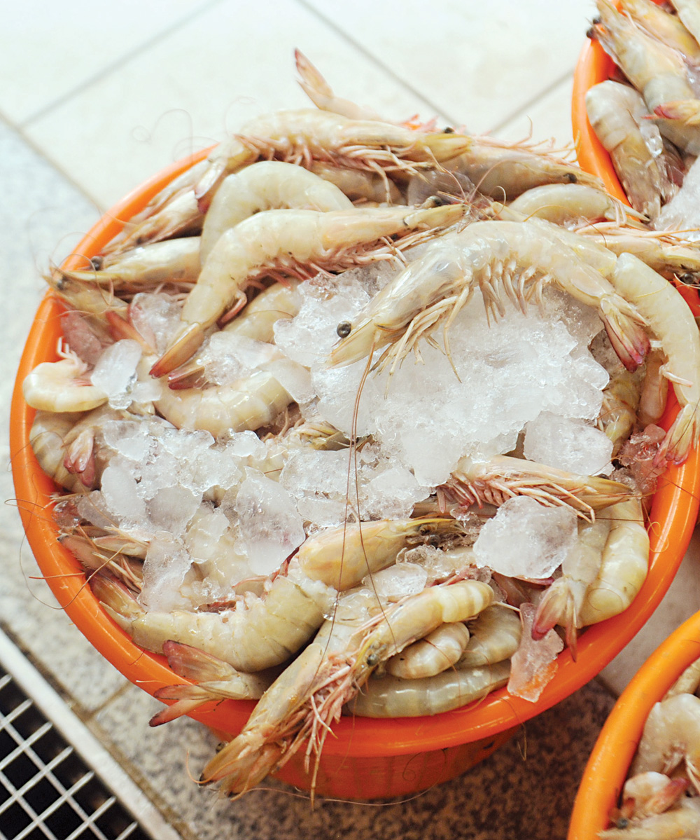 u0623u0633u0639u0627u0631 u0627u0644u0631u0648u0628u064au0627u0646 u0627u0634u062au0639u0644u062a