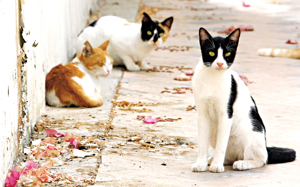 آلاف الدنانير تُجمع تحت شعار إنقاذ الحيوانات 