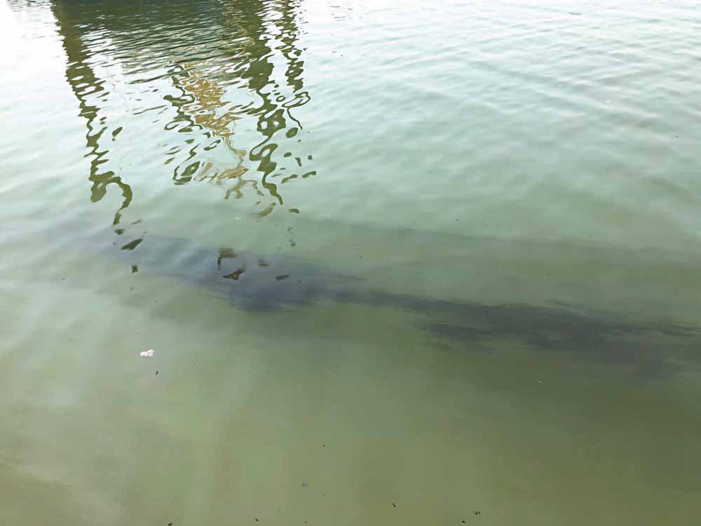 u0628u0642u0639u0629 u0627u0644u0632u064au062a u0642u062f u062au0643u0648u0646 u0645u0633u0631u0628u0629 u0645u0646 u0625u062du062fu0649 u0627u0644u0642u0637u0639 u0627u0644u0628u062du0631u064au0629